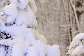 Strange branches covered with snow background winter concept