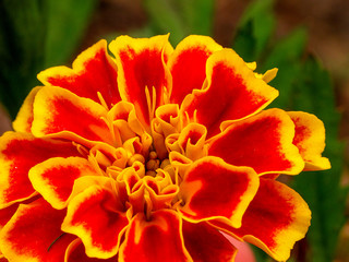 Marigold Close-up, Orange and Yellow