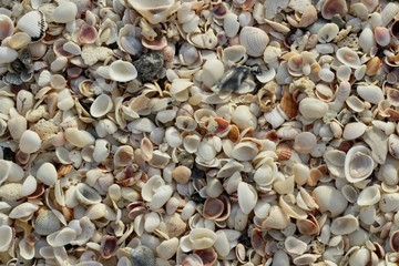 pile of different kinds of shells on the beach close up