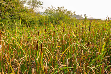 close up of tall grasses growing in field in august