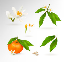 Set of elements of the structure of a mandarin or tangerine citrus plant. Flower, fruit, leaves, twig, stamens, pistil and bones. Realistic Vector Illustration