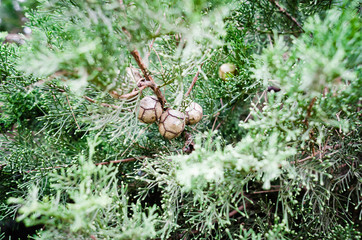 Christmas backgrounds. Green tree with its brown pine cones, horizontal view. Christmas mood.