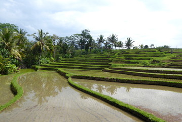 Rice fields on Bali, Indonesia