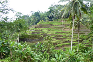 Rice fields on Bali, Indonesia