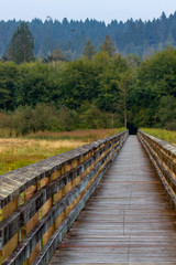 Fototapeta premium summer boardwalk stretching over wetlands and grasses