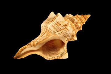 Sea shell isolated on black