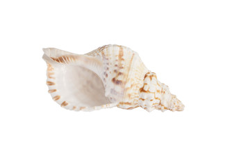 Big sea shell isolated on white