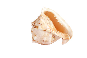 Big sea shell isolated on white
