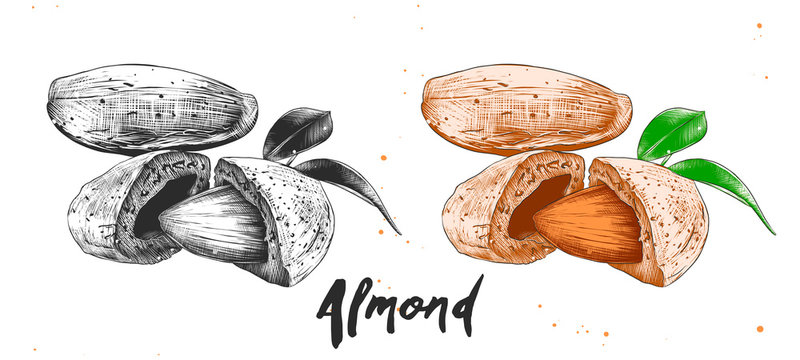 Vector engraved style illustration for posters, decoration, packaging and print. Hand drawn sketch of almond nuts in monochrome and colorful. Detailed etching food drawing.
