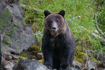 Fototapeta na wymiar Mama Grizzly Brown Bear