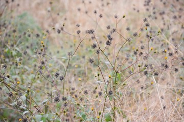 Bidens pilosa seeds