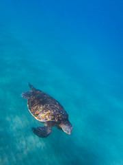 Green Sea Turtle Glides over Ocean Floor with Blue Water Background