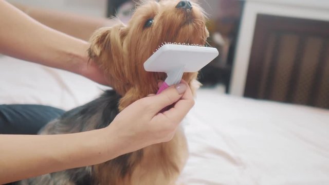 woman brushing her dog. lifestyle dog funny video. girl combing a little shaggy dog pet care. woman using a comb brush Yorkshire Terrier. friendship and care for pets dogs concept