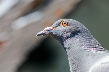 Closeup of the head of a racing pigeon.