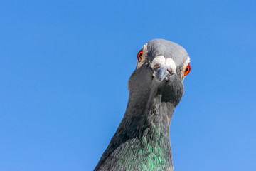 Closeup of the head of a racing pigeon.