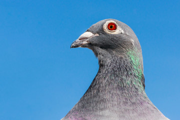 Closeup of the head of a racing pigeon.