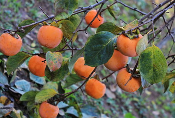 ripe persimmon on a branch