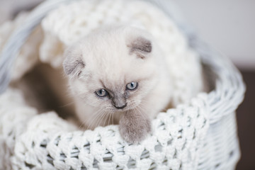 Cute scottish fold shorthair silver color point kitten with blue eyes, lies on a white background