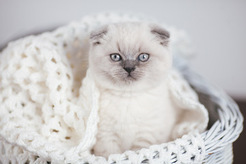 Cute scottish fold shorthair silver color point kitten with blue eyes, lies on a white background
