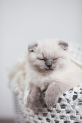 Cute scottish fold shorthair silver color point kitten with blue eyes, lies on a white background