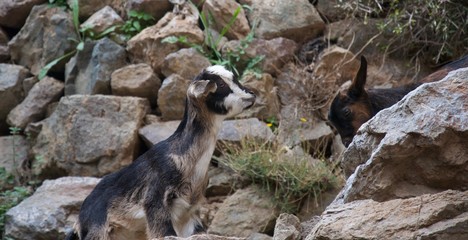 Fototapeta premium Little goat climbing a rocky path towards friend