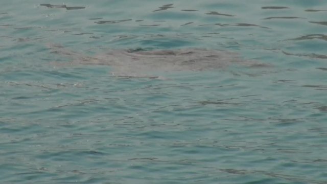 Sea wild animal turtle swims on surface of water in tropics of Bali .