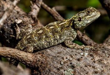 lizard