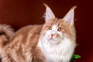 Pretty maine coon cat sitting on brown background