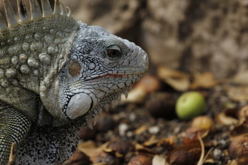 Iguana