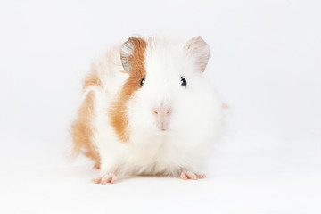 Adorable guinea pig isolated on white background