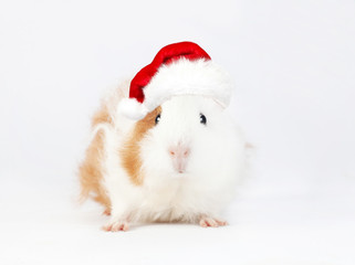 Adorable guinea pig isolated on white background