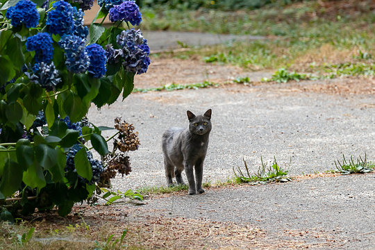 stray gray cat on a overgrown driveway