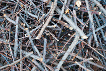 Background texture cut branches of a tree in a pile of brushwood, cottage spring rest bonfire sunny day