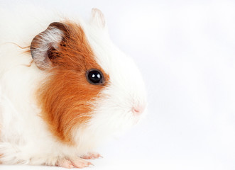 Adorable guinea pig isolated on white background