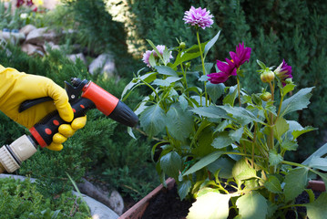 Hands in yellow rubber gloves hold a hose for watering, near a flower pot, spring work on the ground, ground planting against the background of a bed of natural stone green grass summer sunny day spri