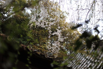 神社の桜