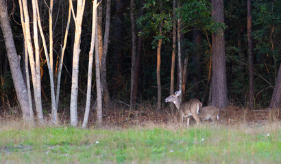 Obraz na płótnie Canvas Pair of whitetail deer near a North Carolina forest