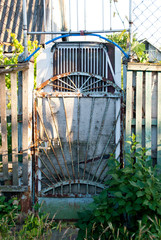 Green leaves of a climbing plant of wild grapes around a blue metal door of a wicket, a wooden...