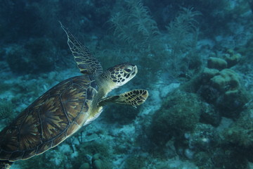 Obraz na płótnie Canvas sea turtle and diver