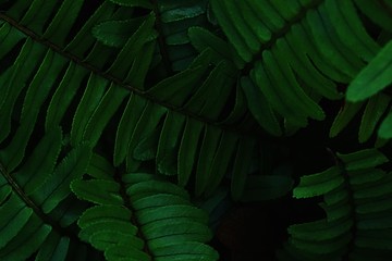 Dark green fern leaves background.