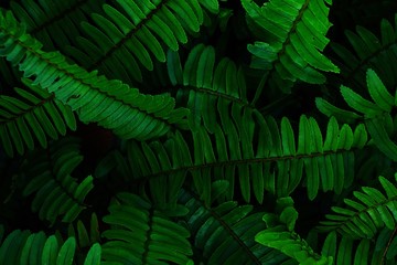 Naklejka na ściany i meble Dark green fern leaves background.
