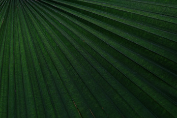 Tropical dark green palm leaf texture and background,