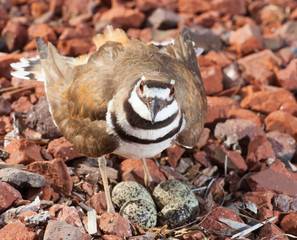 Killdeer on the defensive