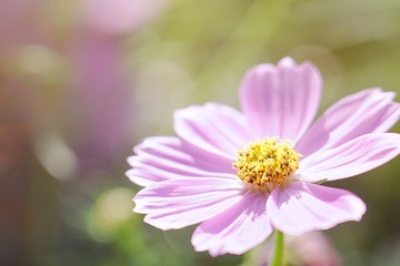 Delicate pink cosmos flower with sunlight on bokeh background.