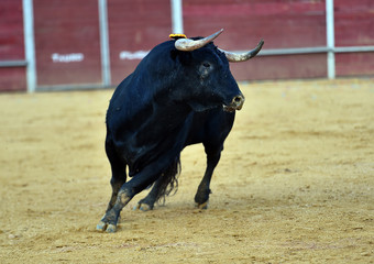 bull in spain