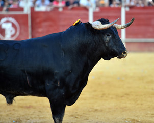 strong bull in spain