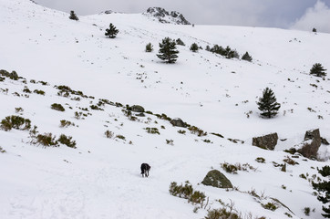 lonely greyhound walking among the snowy mountains