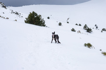 greyhound playing in the snowy mountains