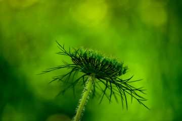 hogshut flower in the forest