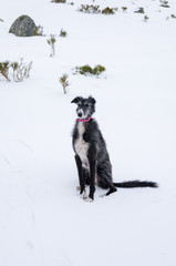 greyhound in the snow